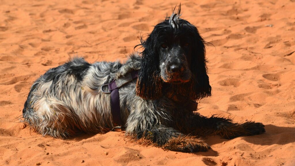 France, Colorado Provençal de Rustrel avec un chien